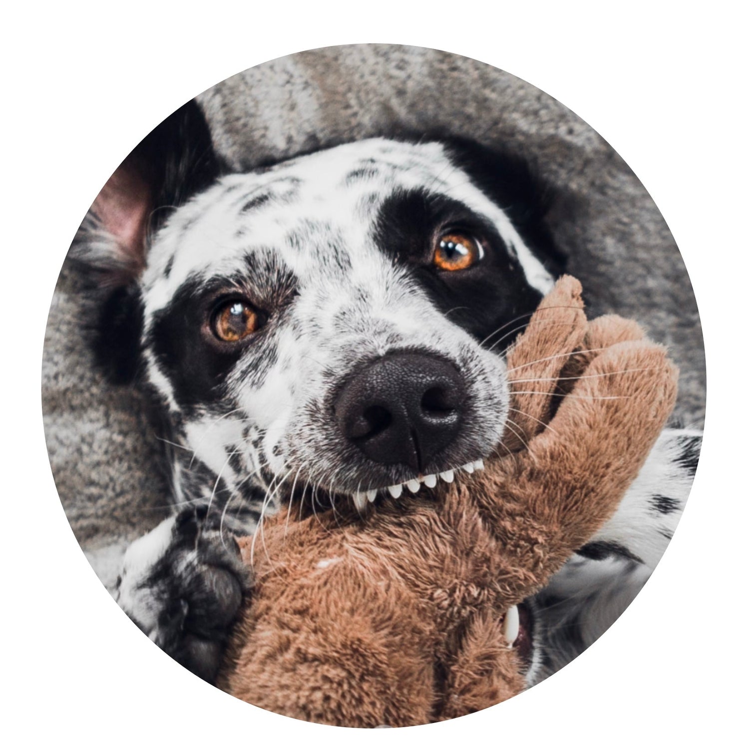 Rescue Dog Collection